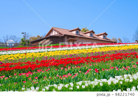 【大阪府】4月・爽やかな春、透き通った青空、満開のチューリップで賑わう緑のミュージアムハーベストの丘 【大阪府】4月・爽やかな春、透き通った青空、満開のチューリップで賑わう緑のミュージアムハーベストの丘 98221740