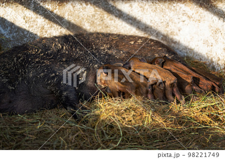 Piglets is suckling the sow 98221749
