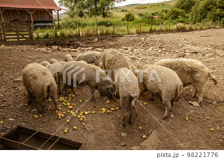Hungarian breed curly haired mangalica pig 98221776
