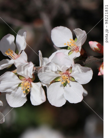 ユスラウメの花 98221831