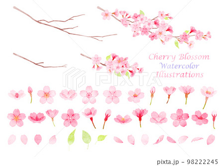 手描き水彩風　桜のイラスト素材セット 98222245