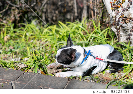 公園で散歩をするボストンテリア 98222458