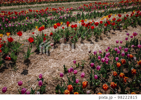 colorful tulip beds in tulip field in italy 98222815