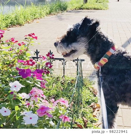 お散歩中に必ずお花を匂うミニチュアシュナウザー お散歩中に必ずお花を匂うミニチュアシュナウザー 98222941