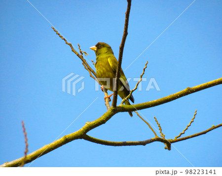 枝に留まるカワラヒワ 98223141