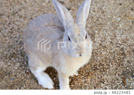 お座り野ウサギ お座り野ウサギ 98223485