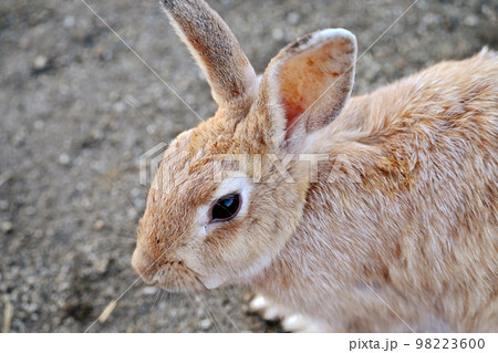 野ウサギ　アップ　俯瞰 98223600