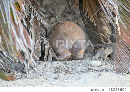 ソテツの下に潜り込む仔ウサギ ソテツの下に潜り込む仔ウサギ 98223602