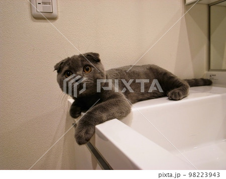 スコティッシュフォールド 98223943