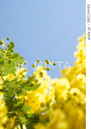 ミモザのつぼみを下から見上げた図 98224499