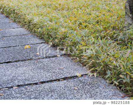 東京の静かな遊歩道と緑 東京の静かな遊歩道と緑 98225188