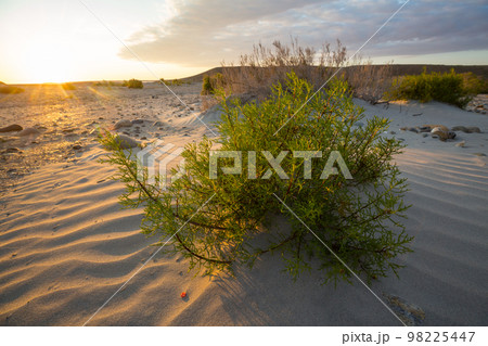 Grass in desert Grass in desert 98225447