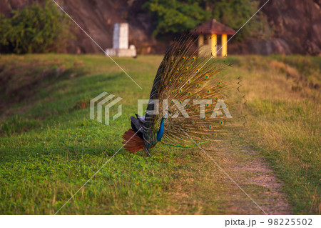 Peacock Peacock 98225502