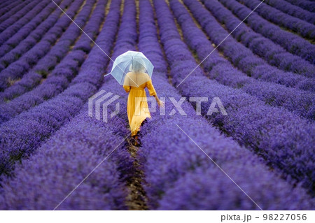 A middle-aged woman in a lavender field walks under an umbrella on a rainy day and enjoys aromatherapy. Aromatherapy concept, lavender oil, photo session in lavender A middle-aged woman in a lavender field walks under an umbrella on a rainy day and enjoys aromatherapy. Aromatherapy concept, lavender oil, photo session in lavender 98227056