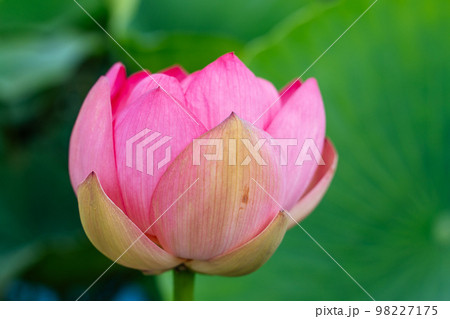A pink lotus flower sways in the wind, Nelumbo nucifera. Against the background of their green leaves. Lotus field on the lake in natural environment. A pink lotus flower sways in the wind, Nelumbo nucifera. Against the background of their green leaves. Lotus field on the lake in natural environment. 98227175