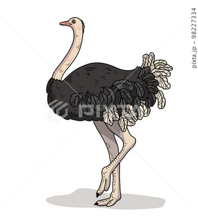 Ostrich of wild animal living in nature with a print texture of the skin 98227334