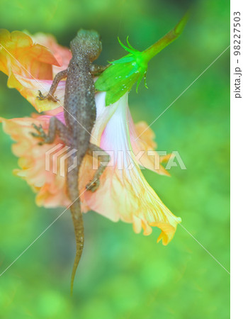 Tropical House Gecko on red flower 98227503