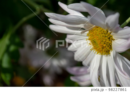 Large white chrysanthemum in the garden 98227861