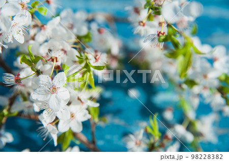 Springtime greeting card on blue rustic wooden table and copy space. Blooming spring trees close up. 98228382