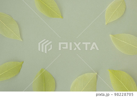 Beautiful light green lettuce background with dried green leaves and their skeletons around the edges in the shape of an oval frame. Beautiful light green lettuce background with dried green leaves and their skeletons around the edges in the shape of an oval frame. 98228705
