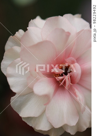 花いっぱい　0087 98229492