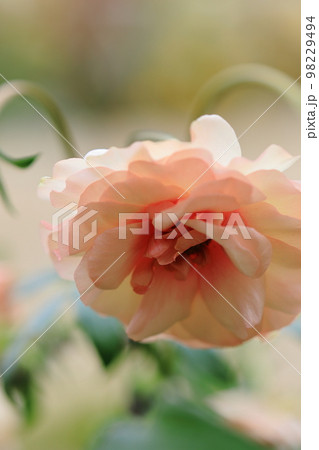 花いっぱい 0089 花いっぱい 0089 98229494