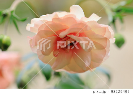 花いっぱい 0090 花いっぱい 0090 98229495