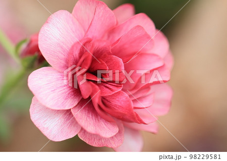 花いっぱい　0094 98229581