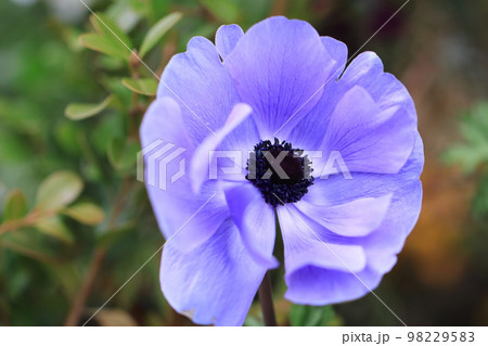 花いっぱい　0096 98229583