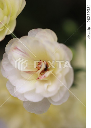 花いっぱい 0097 花いっぱい 0097 98229584