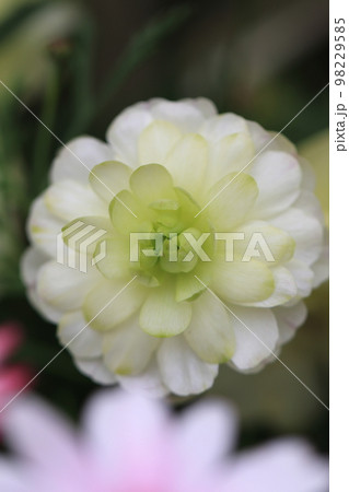 花いっぱい 0098 花いっぱい 0098 98229585