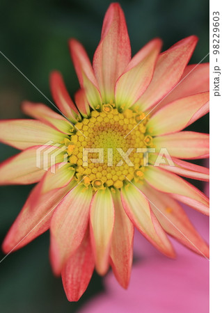 花いっぱい　0102 98229603