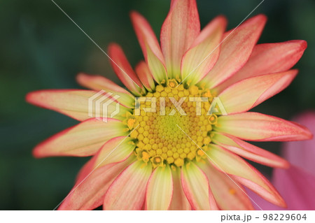 花いっぱい　0103 98229604