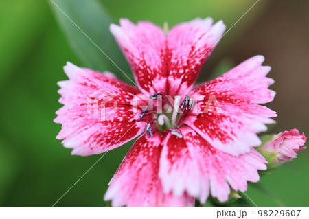 花いっぱい 0106 花いっぱい 0106 98229607