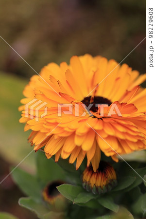 花いっぱい　0107 98229608