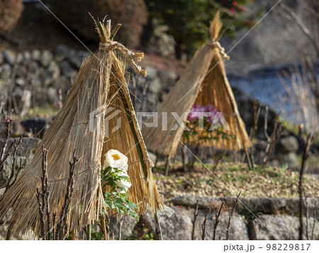藁帽子で覆われた寒牡丹 藁帽子で覆われた寒牡丹 98229817