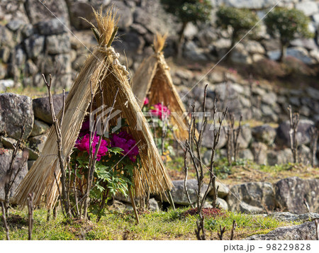 藁帽子で覆われた寒牡丹 藁帽子で覆われた寒牡丹 98229828