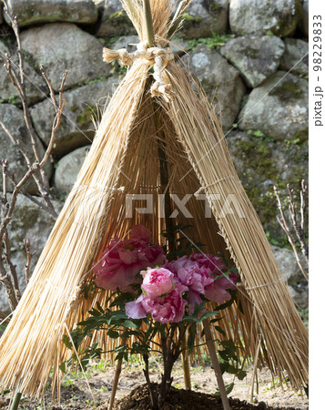 藁帽子で覆われた寒牡丹 藁帽子で覆われた寒牡丹 98229833