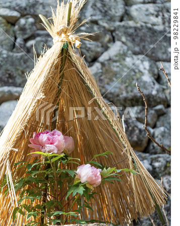 藁帽子で覆われた寒牡丹 藁帽子で覆われた寒牡丹 98229841