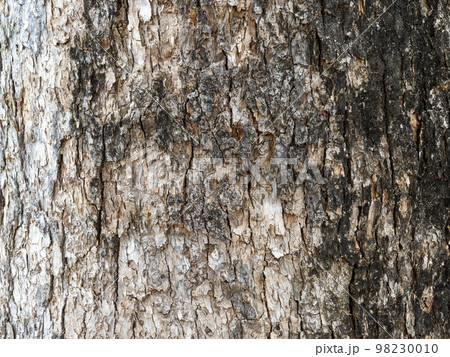 樹木の周りを覆う樹皮の素材画像 樹木の周りを覆う樹皮の素材画像 98230010