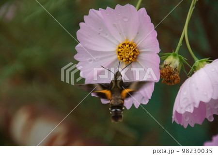 コスモス 98230035