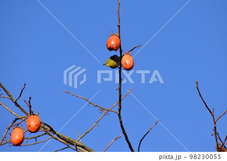 山田池公園 山田池公園 98230055