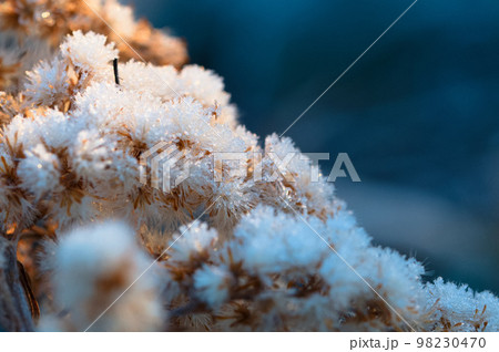 霜のついたセイタカアワダチソウ 98230470