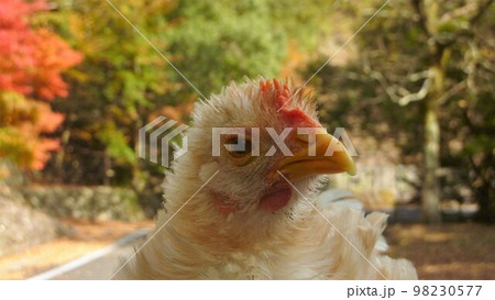 旅する鶏あちこち旅情（地元 98230577