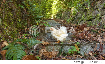 旅する鶏あちこち旅情(地元 旅する鶏あちこち旅情(地元 98230582