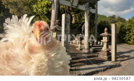 旅する鶏あちこち旅情（地元 98230587