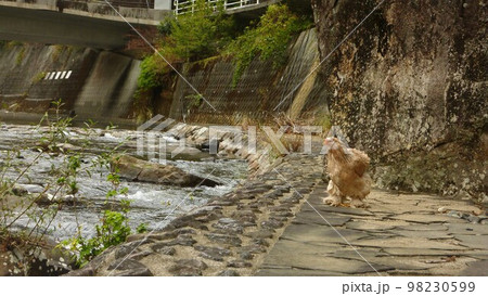 旅する鶏あちこち旅情（地元 98230599