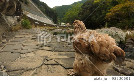 旅する鶏あちこち旅情（地元 98230601