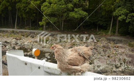 旅する鶏あちこち旅情（地元 98230602