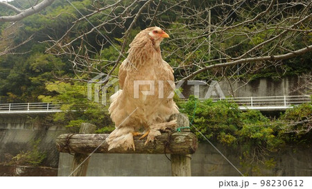 旅する鶏あちこち旅情(地元 旅する鶏あちこち旅情(地元 98230612
